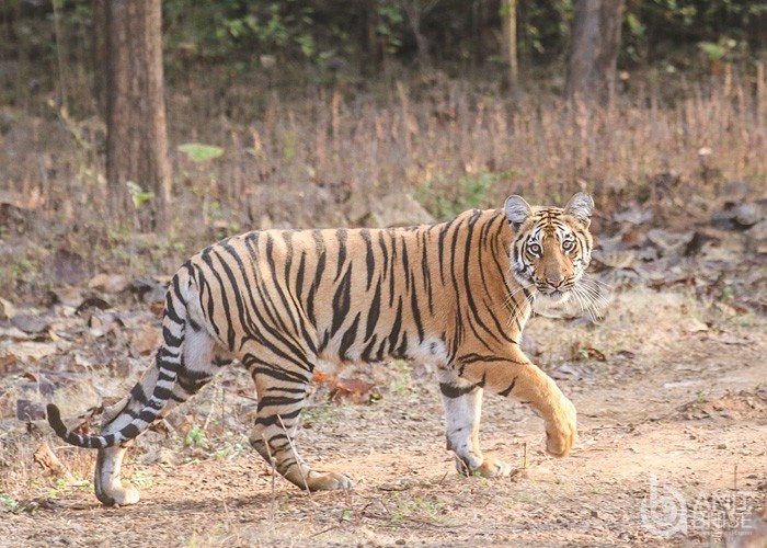 Wildlife photography - Tiger_